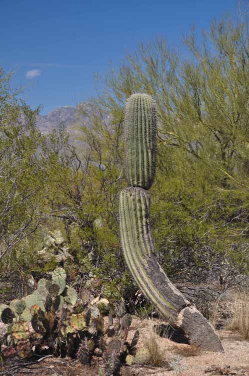 bent saguaro
